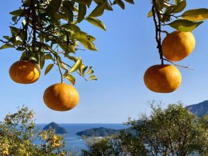 Read more about the article 【終了】夢叶🍊マリーナ甘夏ファーム研修